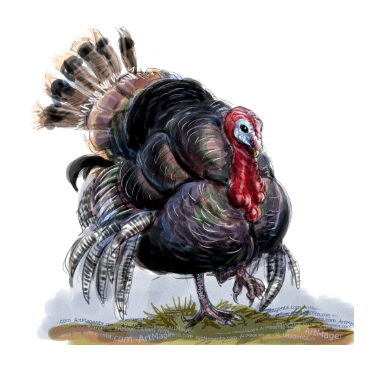 Why is it Thanksgiving turkey and not Thanksgiving chicken?