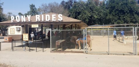 Griffith Park shuts down pony rides after more than 70 years of operation