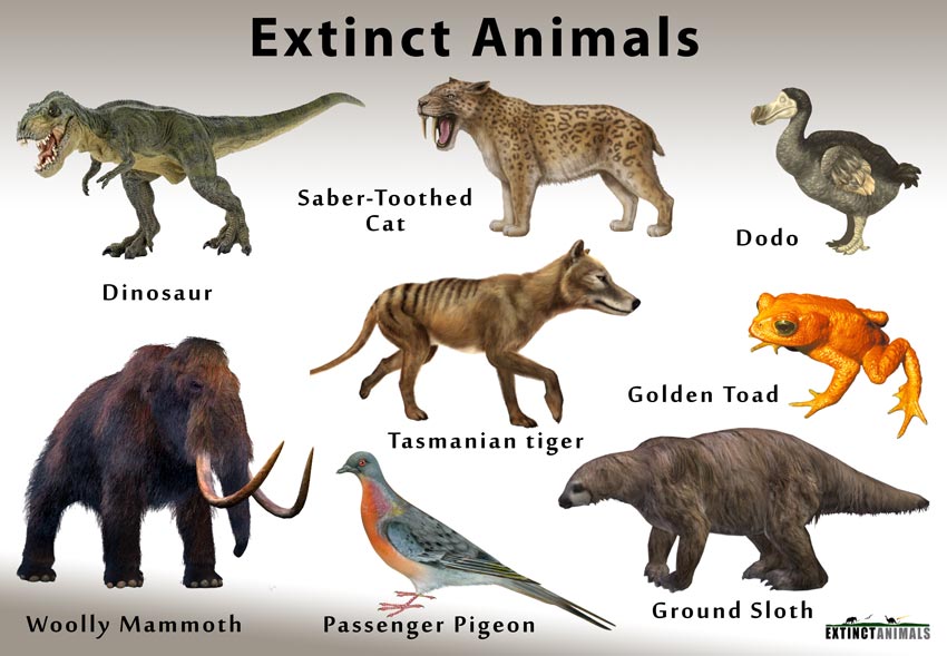 Should we revive extinct Animals?