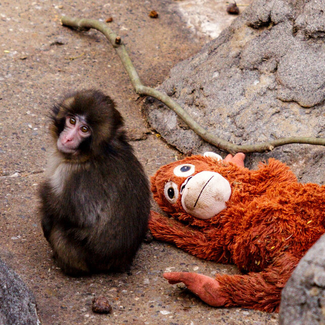 Punch the Monkey Goes Viral